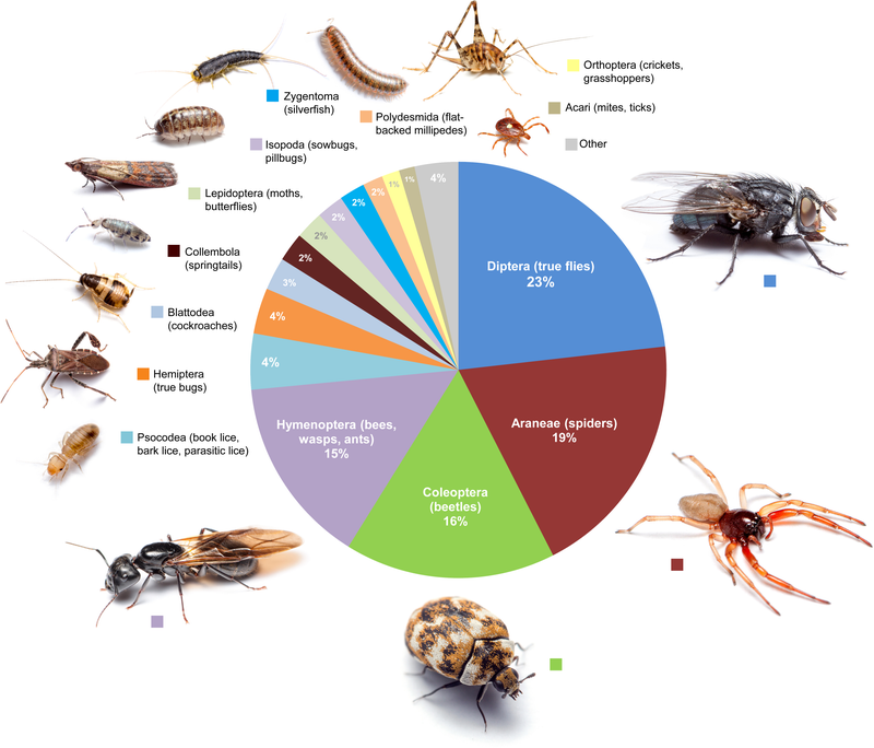 Proportional diversity of arthropod orders across all rooms.